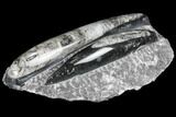 Polished Orthoceras (Cephalopod) Fossils - Morocco #96629-1